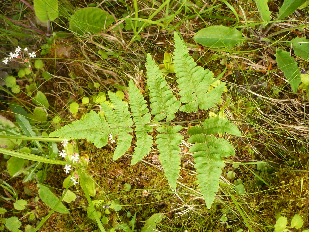 Gymnocarpium robertianum (Cystopteridaceae)
